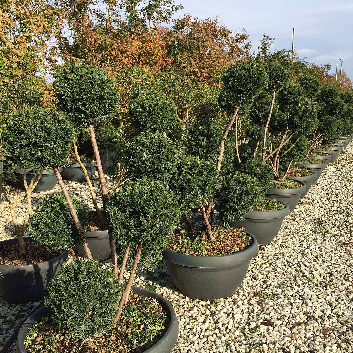 Oszlopos hibrid tiszafa Taxus x media 'Hicksii'